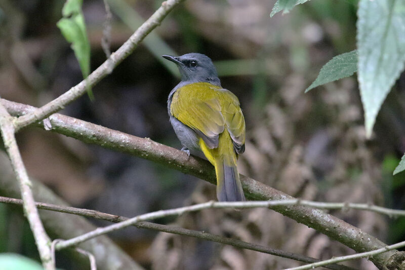 Bulbul à ventre grisadulte