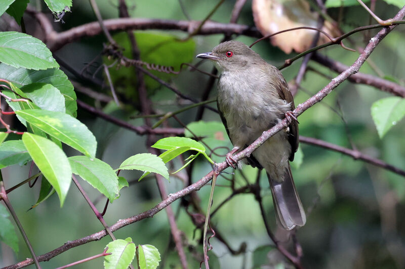 Bulbul aux yeux blancs