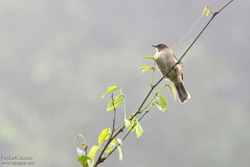 Bulbul aux yeux crème