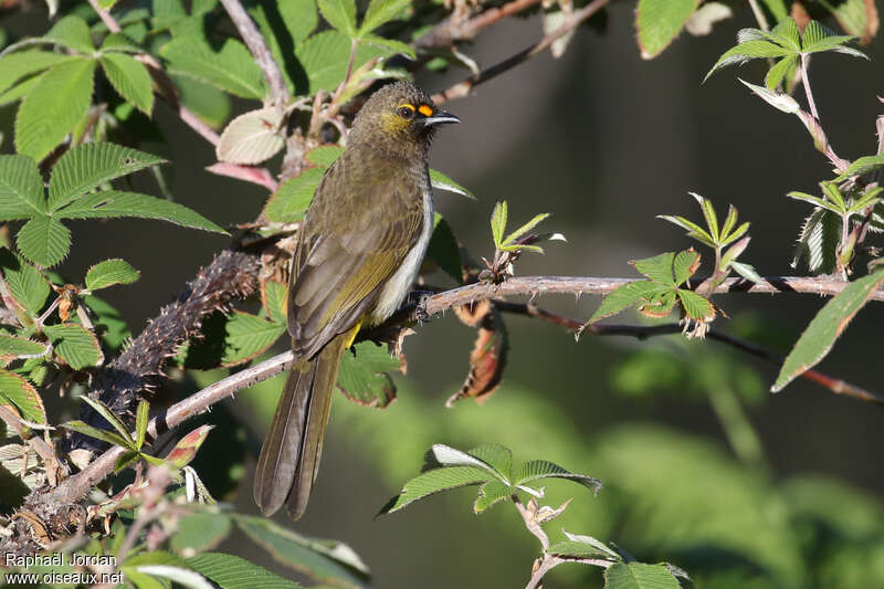 Bulbul bimaculéadulte, identification