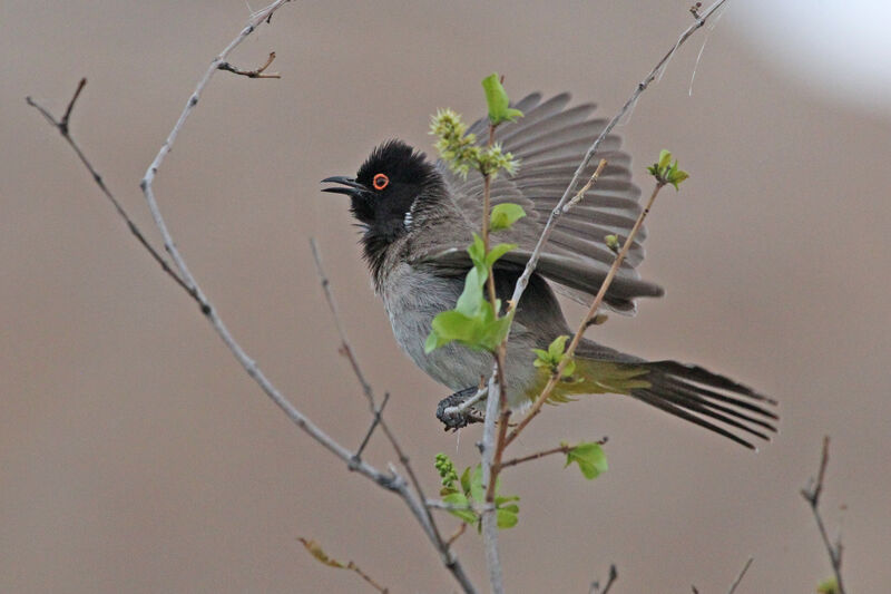 Bulbul brunoiradulte