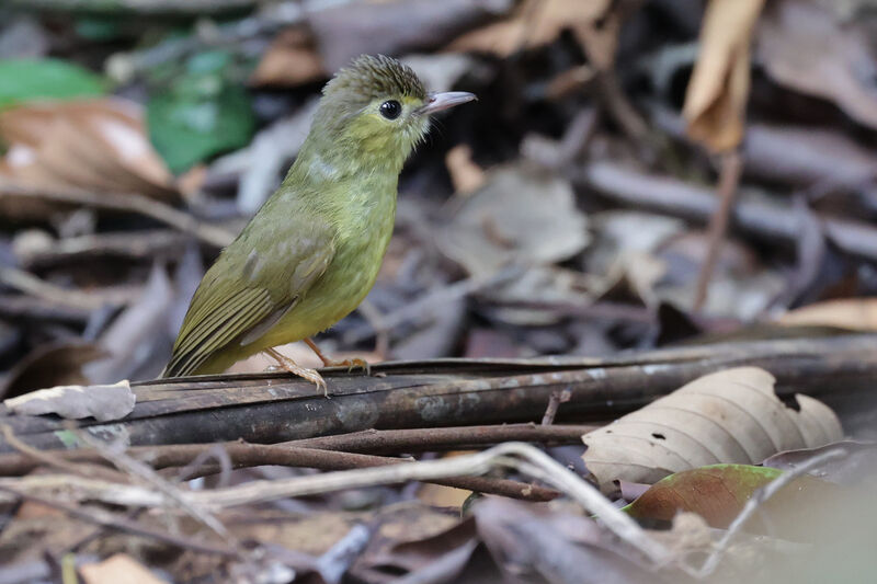 Bulbul chevelu