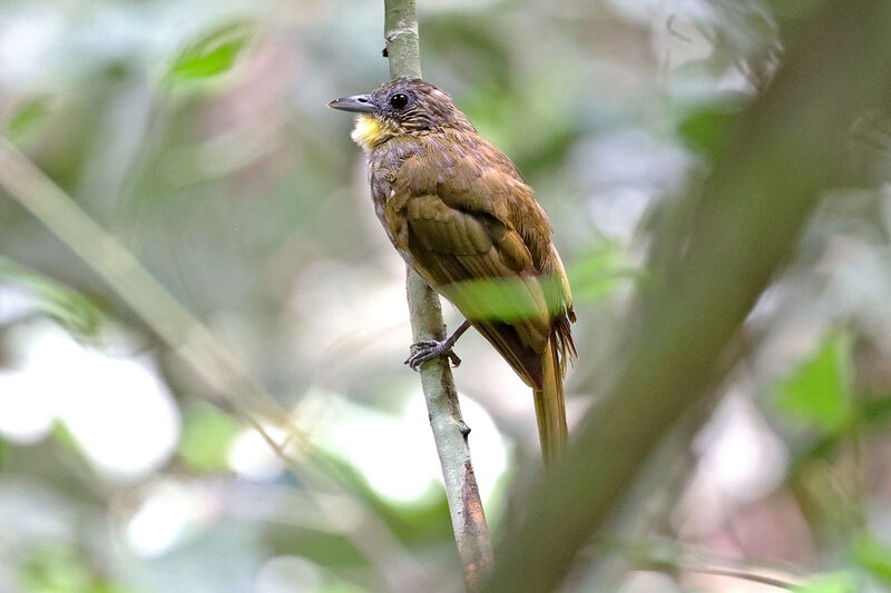 Western Bearded Greenbul