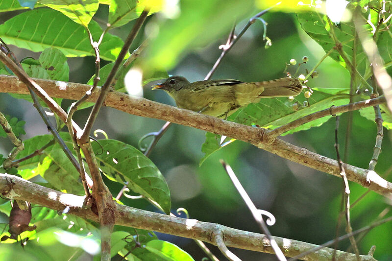 Plain Greenbul