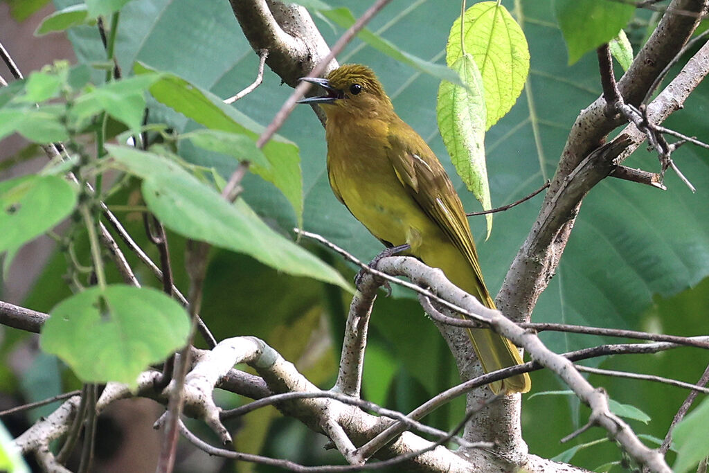 Yellowish Bulbuladult