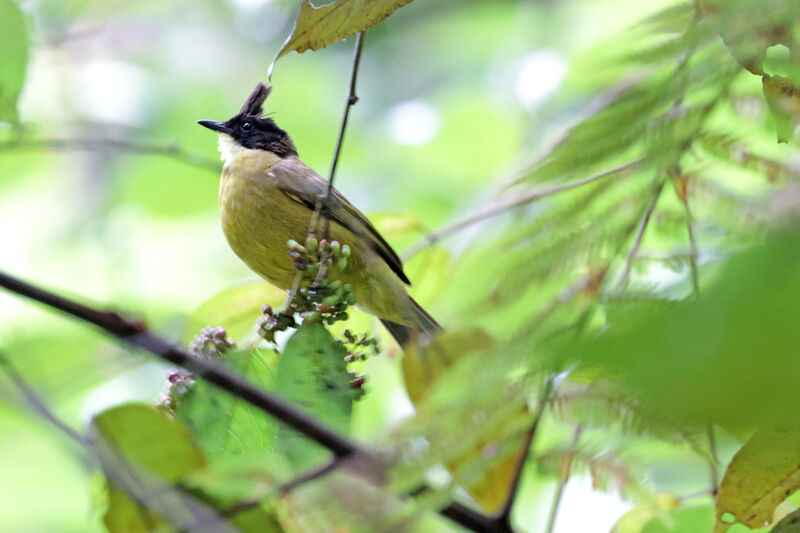 Bornean Bulbul