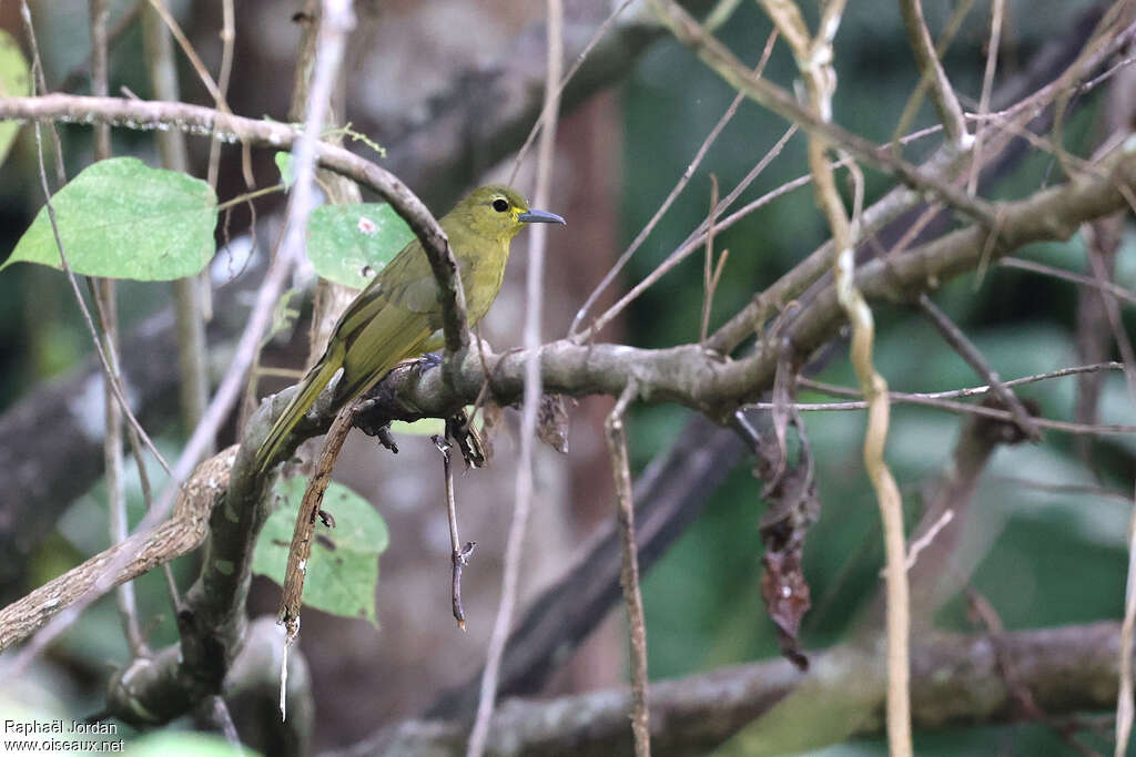 Bulbul de Buru