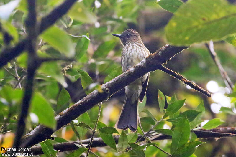 Bulbul de Sumatraadulte