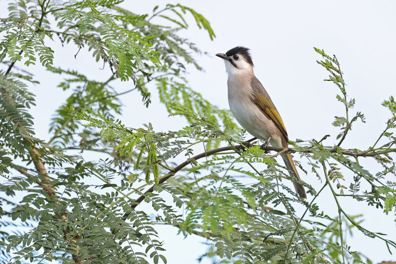 Styan's Bulbul