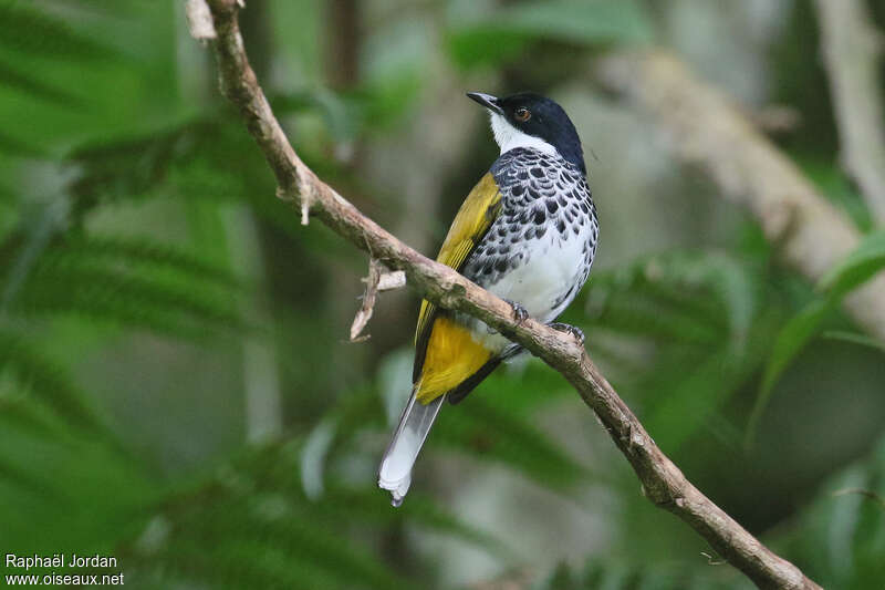 Bulbul écailléadulte, identification