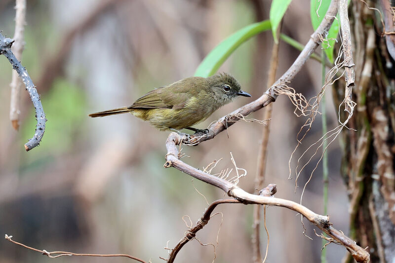 Bulbul gracile