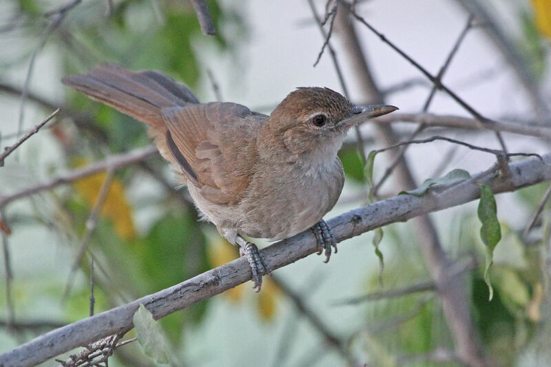 Terrestrial Brownbulimmature