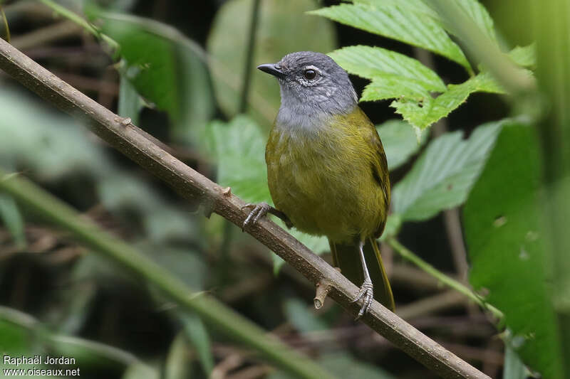 Bulbul kikuyuadulte, portrait