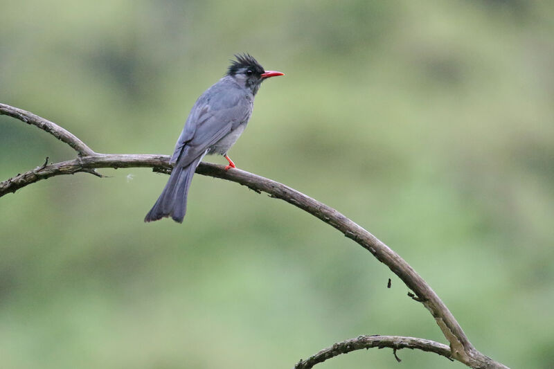 Bulbul noiradulte