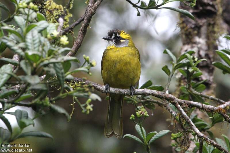 Yellow-eared Bulbuladult