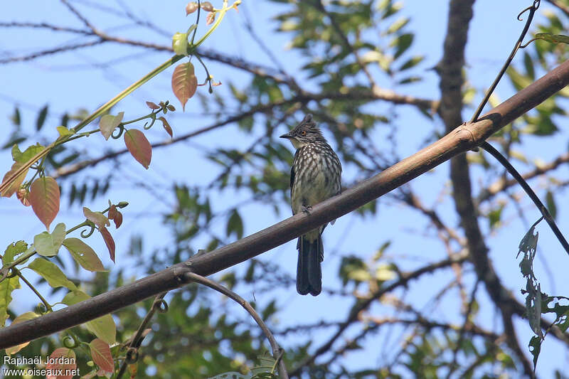 Cream-striped Bulbuladult