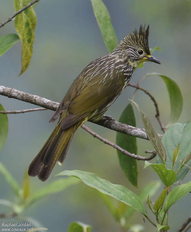 Bulbul striéadulte, composition