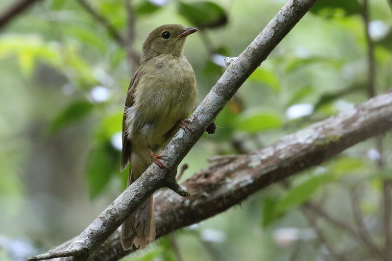 Little Greenbul