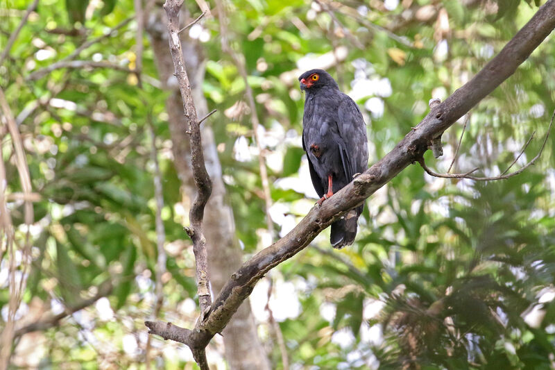 Slate-colored Hawkadult