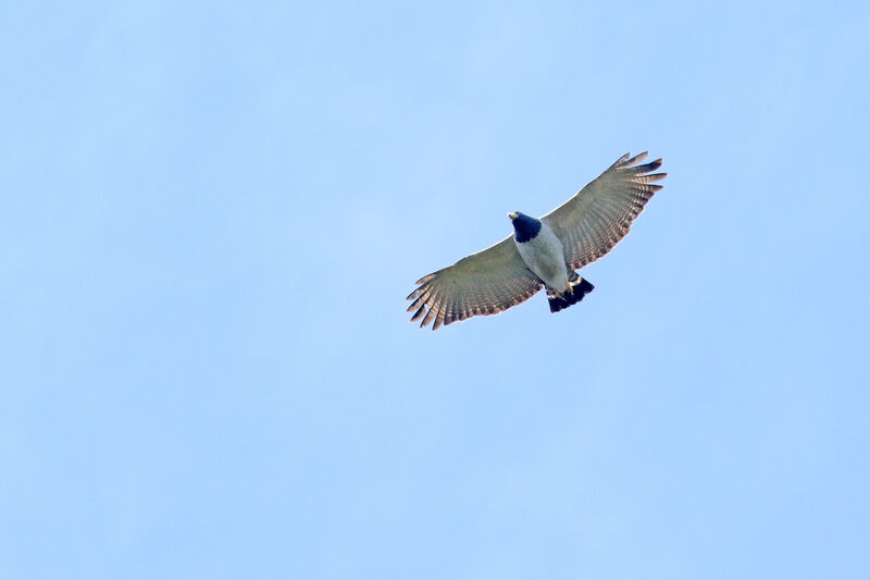 Barred Hawk