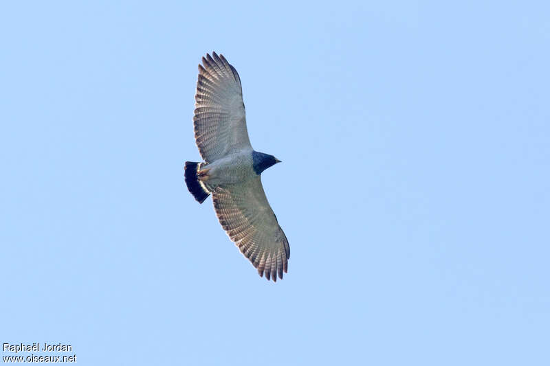 Barred Hawkadult, identification, pigmentation, Flight