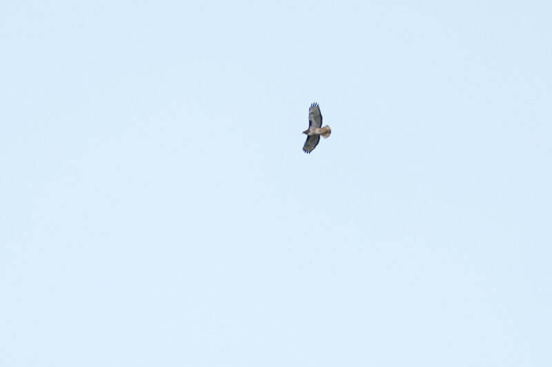 Rufous-tailed Hawk