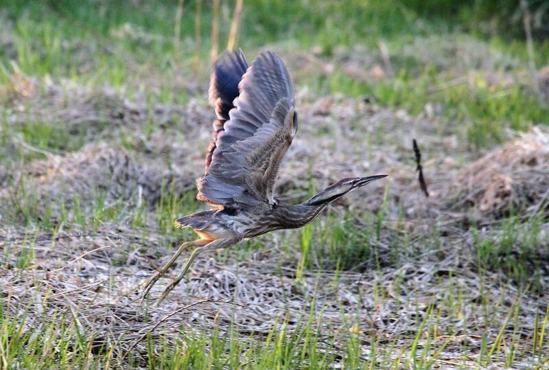 American Bittern