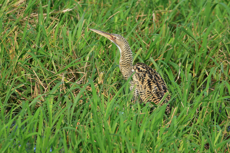 Pinnated Bittern