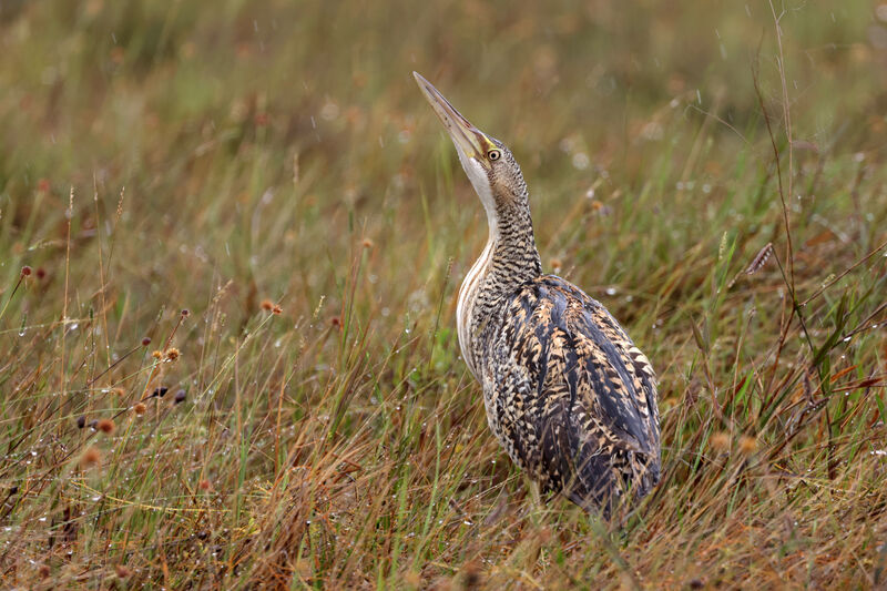 Pinnated Bittern