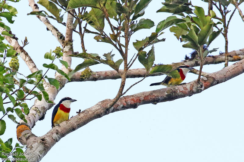 Scarlet-banded Barbetadult, habitat, pigmentation