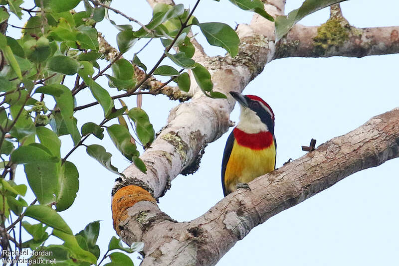 Scarlet-banded Barbetadult, close-up portrait, pigmentation