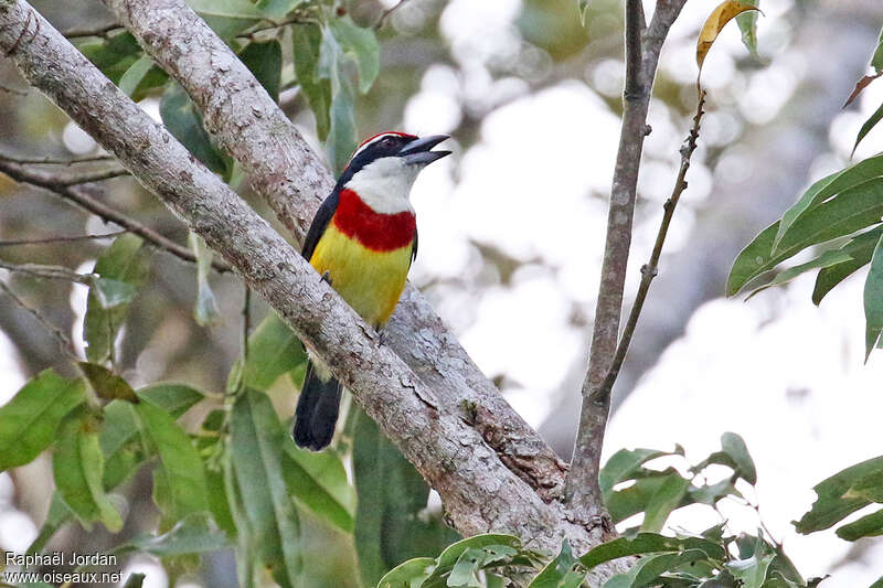 Scarlet-banded Barbet male adult, identification