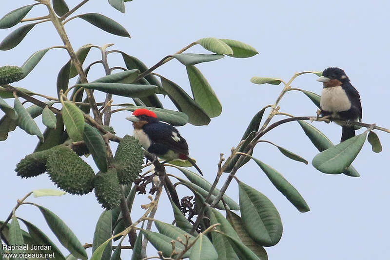 Black-girdled Barbetadult, identification