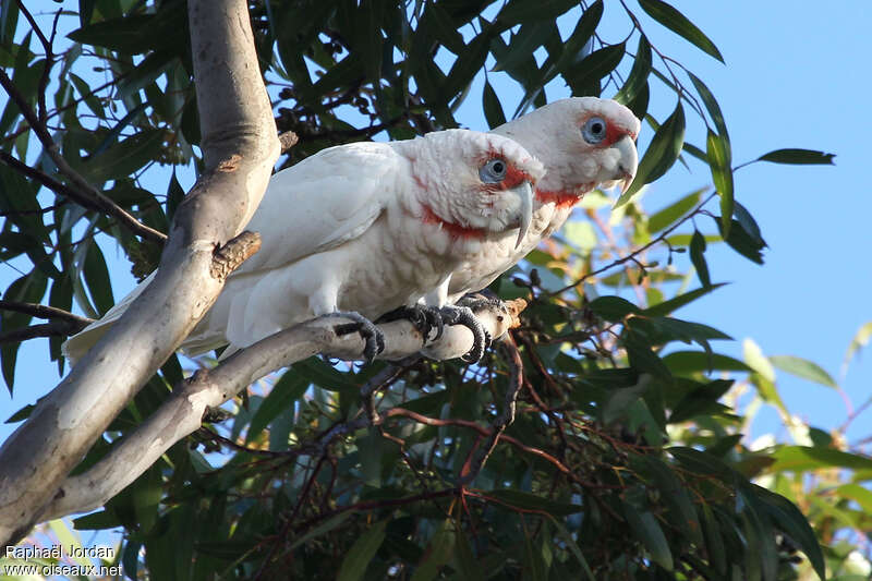 Long-billed Corellaadult, Reproduction-nesting