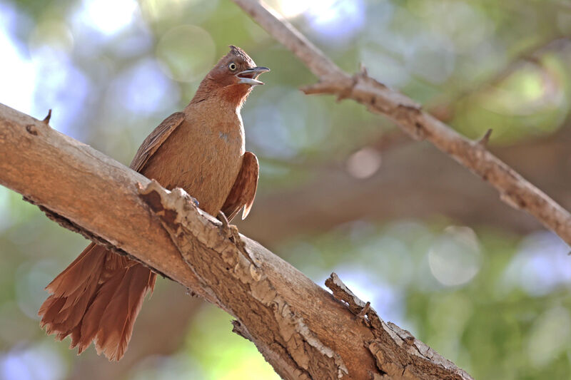 Brown Cacholoteadult