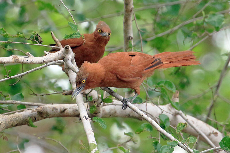 Cacholote uniadulte