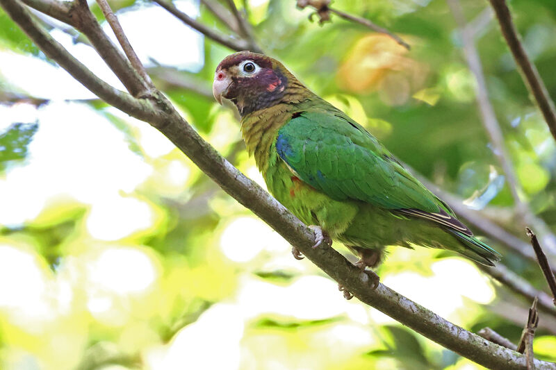 Brown-hooded Parrot