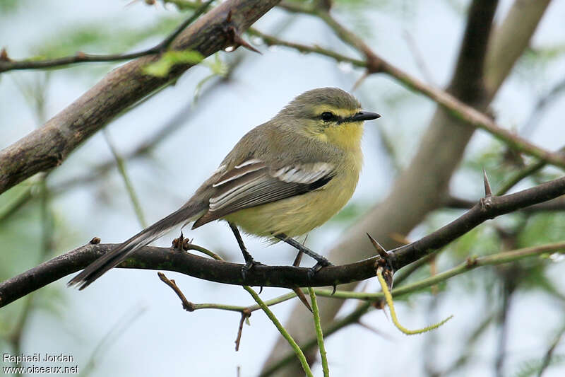 Greater Wagtail-Tyrantadult, identification