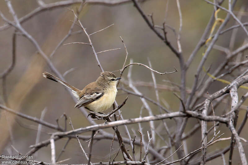 Bahia Wagtail-Tyrantadult, identification