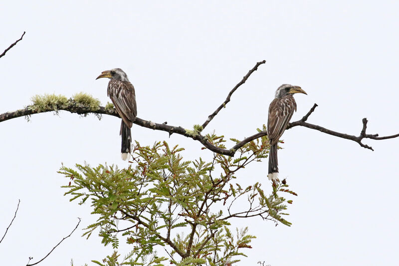 Pale-billed Hornbilladult