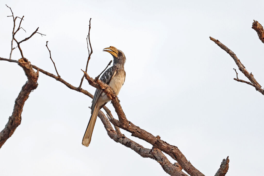 Calao à bec pâleadulte