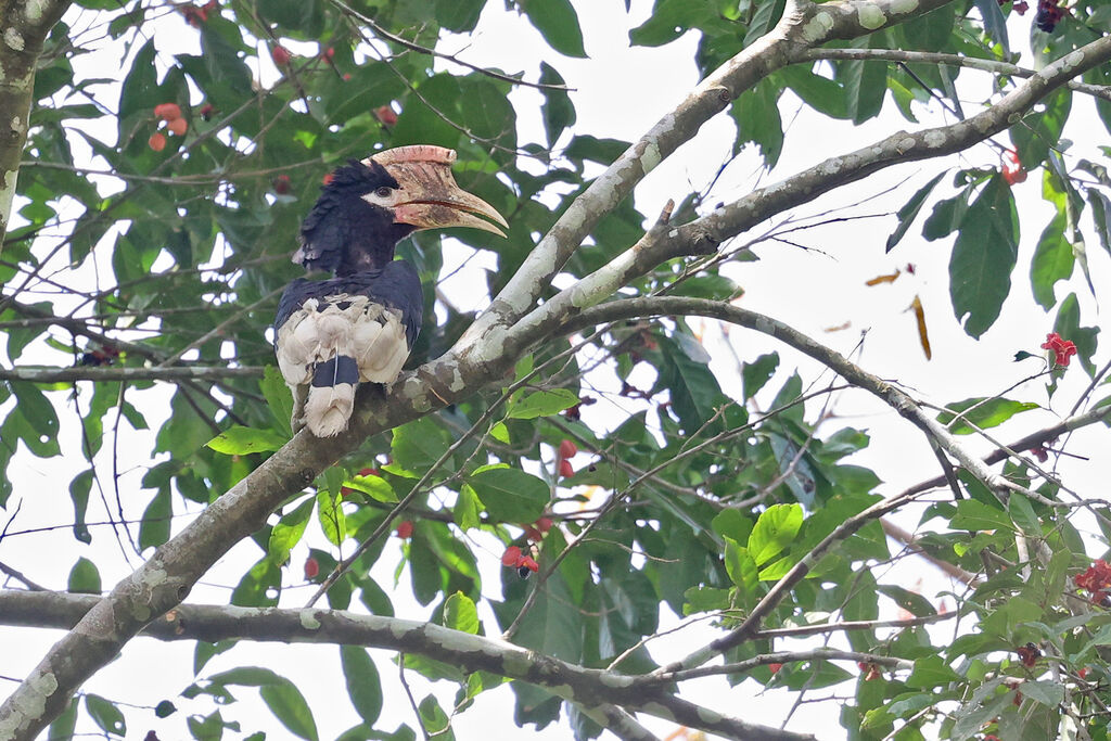 Brown-cheeked Hornbill male adult
