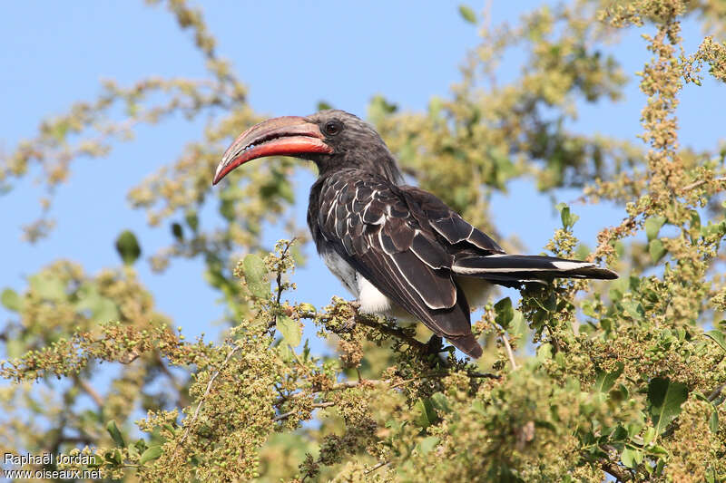 Hemprich's Hornbill male adult