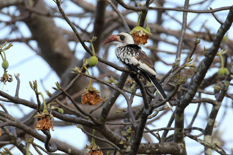 Tanzanian Red-billed Hornbilladult