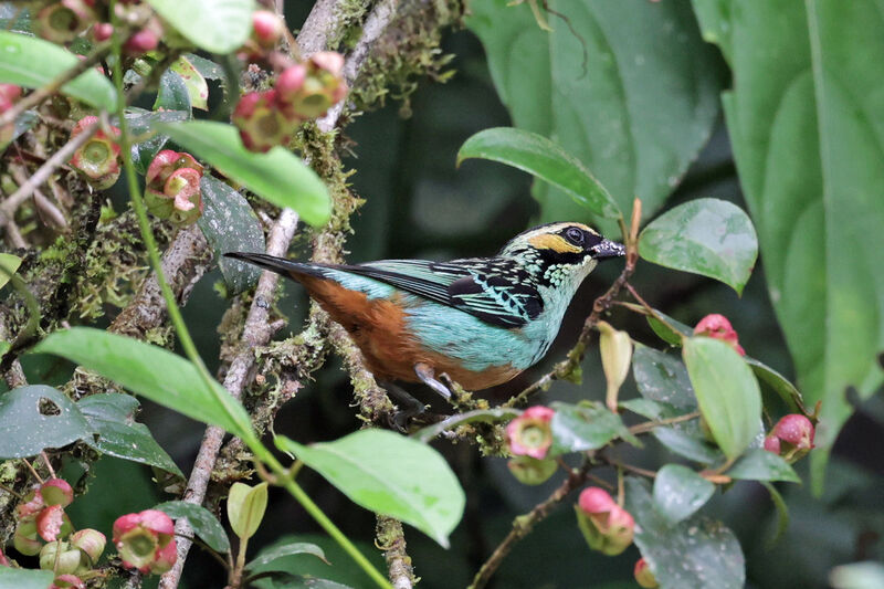 Golden-eared Tanageradult