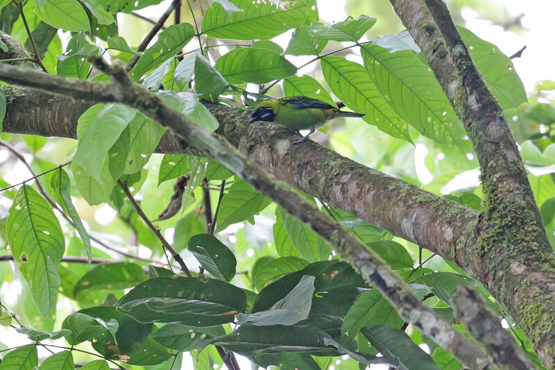 Blue-whiskered Tanager