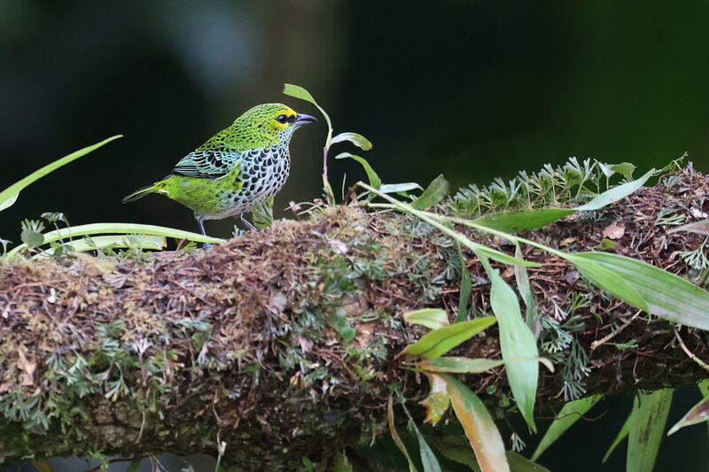 Speckled Tanager