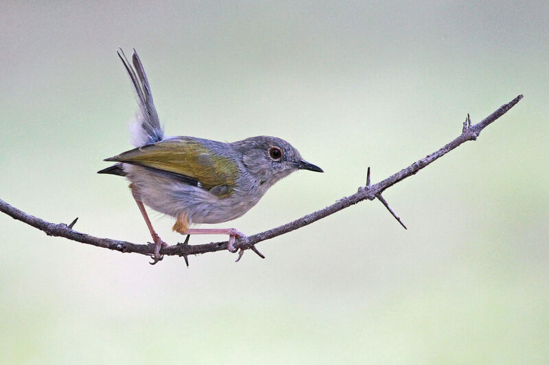 Grey-backed Camaropteraadult