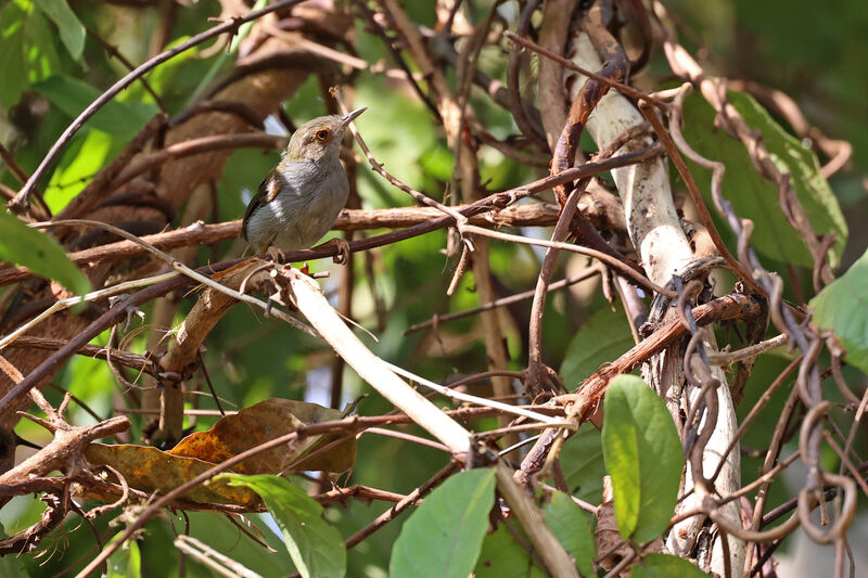 Olive-green Camaroptera