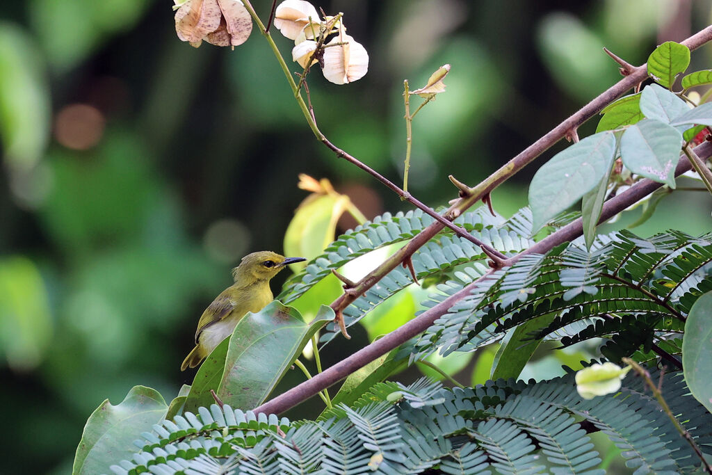 Yellow-browed Camaropterajuvenile